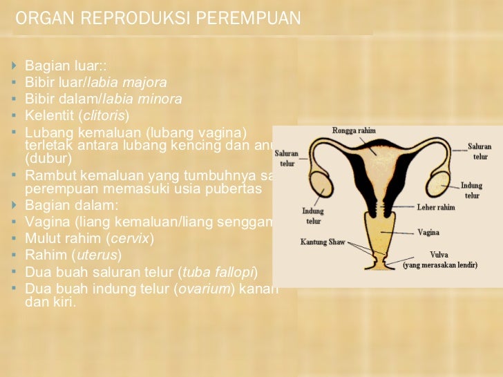 Poster Cara Menjaga Kesehatan Reproduksi Pada Masa Pubertas Pigura