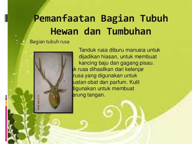 450+ Gambar Ekosistem Hewan Dan Tumbuhan HD Terbaru