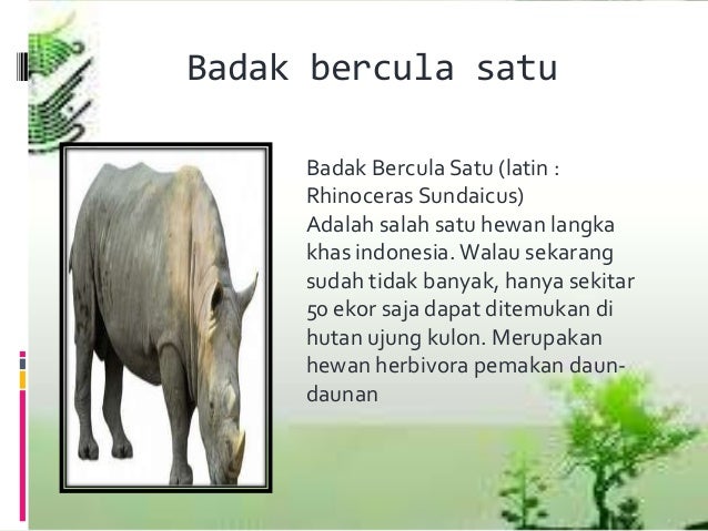 20 Inspirasi Sketsa Gambar Hewan Badak Bercula Satu Tea 20 Inspirasi Sketsa Gambar Hewan Badak Bercula Satu Tea