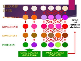 DEKOMP
OSER
KONSUMEN III
KONSUMEN II
KONSUMEN I
PRODUSEN
RANTAI MAKANAN
(FOOD CHAIN)
JARING MAKANAN
(FOOD WEB)
Cermin
dari
kestabilan
ekosistem
 