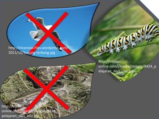 4. Hilangnya Spesies Penting di Dalam
Ekosistem
Setiap organisme memiliki peran penting di dalam suatu ekosistem.
Hilangnya satu organisme dapat memberikan dampak yang cukup
besar di dalam ekosistem. Contohnya, di dalam ekosistem sawah,
Hilangnya keberadaan predator seperti burung, ular, dan sebagainya
Dapat meningkatkan populasi organisme lain, misalnya tikus yang
memakan padi.
Akibatnya, populasi padi akan menurun dan hasil panen akan
berkurang.
http://nicenizar.files.wordpress.com/
2011/10/burung-terbang.jpg
http://intisari-
online.com//media/images/8424_
pelajaran_dari_ular.jpg
http://intisari-
online.com//media/images/8424_p
elajaran_dari_ular.jpg
 