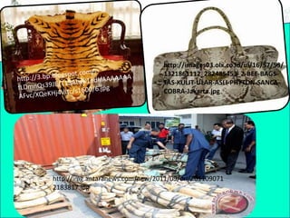 6. Berkurangnya Sumber Daya Alam
Terbaharui
Semua sumber daya alam yang dapat
diperbaharui seperti kayu, tanduk, dan
gading jika digunakan dan dieksploitasi
secara berlebihan akan menurunkan
jumlah dan kualitas sumber daya alam
tersebut.
http://3.bp.blogspot.com/-
tYinBI8w1Ac/T6c95ArFAwI/AAAAAAAAAyw
/snGt1JL2Y4Q/s320/illegal-logger101.jpg
http://intisari-
online.com//media/images/8424
_pelajaran_dari_ular.jpg
http://images03.olx.co.id/ui/16/57/53/
1321861112_282485453_2-BEE-BAGS-
TAS-KULIT-ULAR-ASLI-PHYTON-SANCA-
COBRA-Jakarta.jpg
http://img.antaranews.com/new/2011/09/ori/201109071
2183817.jpg
 