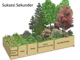 Suksesi Sekunder
 