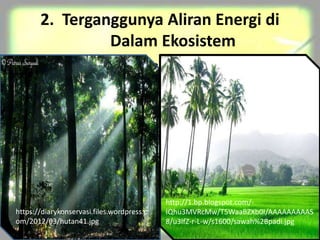 2. Terganggunya Aliran Energi di
Dalam Ekosistem
Ketika proses penebangan dan pembakaran hutan
selesai, maka kawasan itu kemudian akan
ditanami satu jenis tumbuhan (sistem
monokultur), contoh : padi. Hal itu menyebabkan
aliran energi yang semula kompleks, yaitu antara
beberapa jenis produsen, konsumen, dan
detritivoria menjadi aliran energi yang lebih
sederhana, yaitu satu jenis produsen, beberapa
konsumen, dan detritivoria.
https://diarykonservasi.files.wordpress.c
om/2012/03/hutan41.jpg
http://1.bp.blogspot.com/-
IQhu3MVRcMw/T5WaaBZXb0I/AAAAAAAAAS
8/u3lfZ-r-L-w/s1600/sawah%2Bpadi.jpg
 