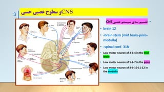 CNS
‫حسی‬ ‫عصبی‬ ‫سطوح‬ ‫و‬
•
‫بندی‬ ‫تقسیم‬
‫عصبی‬ ‫سیستم‬
CNS
:
• brain 12
• -brain stem (mid brain-pons-
medulla)
• -spinal cord 31N
• Low motor neuron of 2-3-4 in the mid
brain
• Low motor neuron of 5-6-7 in the pons
• Low motor neuron of 8-9-10-11-12 in
the medulla
3
 
