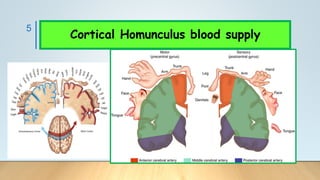 5
Cortical Homunculus blood supply
 