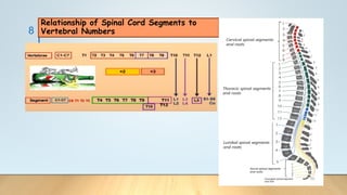 8
Relationship of Spinal Cord Segments to
Vertebral Numbers
 