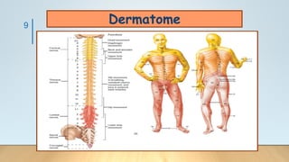 9
Dermatome
 