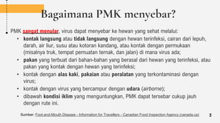 Bagaimana PMK menyebar?
PMK sangat menular, virus dapat menyebar ke hewan yang sehat melalui:
• kontak langsung atau tidak langsung dengan hewan terinfeksi, cairan dari lepuh,
darah, air liur, susu atau kotoran kandang, atau kontak dengan permukaan
(misalnya truk, tempat pemuatan ternak, dan jalan) di mana virus ada;
• pakan yang terbuat dari bahan-bahan yang berasal dari hewan yang terinfeksi, atau
pakan yang kontak dengan hewan yang terinfeksi;
• kontak dengan alas kaki, pakaian atau peralatan yang terkontaminasi dengan
virus;
• kontak dengan virus yang bercampur dengan udara (airborne);
• dibawah kondisi iklim yang menguntungkan, PMK dapat tersebar cukup jauh
dengan rute ini.
Sumber: Foot-and-Mouth Disease - Information for Travellers - Canadian Food Inspection Agency (canada.ca) 3
 