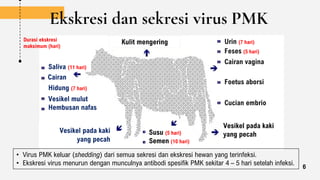 Ekskresi dan sekresi virus PMK
Urin (7 hari)
Feses (5 hari)
Cairan vagina
Foetus aborsi
Cucian embrio
Kulit mengering
Susu (5 hari)
Semen (10 hari)
Saliva (11 hari)
Cairan
Hidung (7 hari)
Vesikel mulut
Hembusan nafas
Vesikel pada kaki
yang pecah
Vesikel pada kaki
yang pecah
6
• Virus PMK keluar (shedding) dari semua sekresi dan ekskresi hewan yang terinfeksi.
• Ekskresi virus menurun dengan munculnya antibodi spesifik PMK sekitar 4 – 5 hari setelah infeksi.
Durasi ekskresi
maksimum (hari)
 