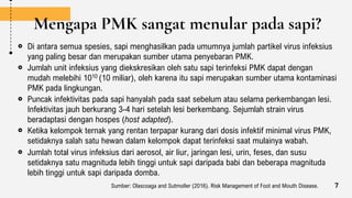 Mengapa PMK sangat menular pada sapi?
Di antara semua spesies, sapi menghasilkan pada umumnya jumlah partikel virus infeksius
yang paling besar dan merupakan sumber utama penyebaran PMK.
Jumlah unit infeksius yang diekskresikan oleh satu sapi terinfeksi PMK dapat dengan
mudah melebihi 1010 (10 miliar), oleh karena itu sapi merupakan sumber utama kontaminasi
PMK pada lingkungan.
Puncak infektivitas pada sapi hanyalah pada saat sebelum atau selama perkembangan lesi.
Infektivitas jauh berkurang 3-4 hari setelah lesi berkembang. Sejumlah strain virus
beradaptasi dengan hospes (host adapted).
Ketika kelompok ternak yang rentan terpapar kurang dari dosis infektif minimal virus PMK,
setidaknya salah satu hewan dalam kelompok dapat terinfeksi saat mulainya wabah.
Jumlah total virus infeksius dari aerosol, air liur, jaringan lesi, urin, feses, dan susu
setidaknya satu magnituda lebih tinggi untuk sapi daripada babi dan beberapa magnituda
lebih tinggi untuk sapi daripada domba.
Sumber: Olascoaga and Sutmoller (2016). Risk Management of Foot and Mouth Disease. 7
 