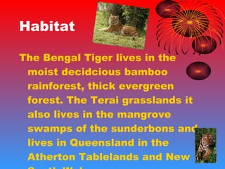 Habitat The Bengal Tiger lives in the moist decidcious bamboo rainforest, thick evergreen forest. The Terai grasslands it also lives in the mangrove swamps of the sunderbons and lives in Queensland in the Atherton Tablelands and New South Wales.  