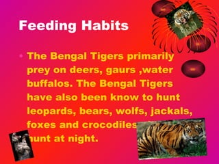 Feeding Habits The Bengal Tigers primarily prey on deers, gaurs ,water buffalos. The Bengal Tigers have also been know to hunt leopards, bears, wolfs, jackals, foxes and crocodiles also they hunt at night. 
