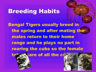 Breeding Habits Bengal Tigers usually breed in the spring and after mating the males return to their home range and he plays no part in rearing the cubs so the female takes care of all the cubs.  