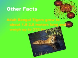 Other Facts Adult Bengal Tigers grow to about 1.8-2.8 meters long and weigh up to 272 kg. 