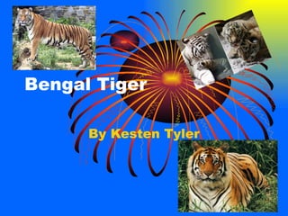 Bengal Tiger By Kesten Tyler 
