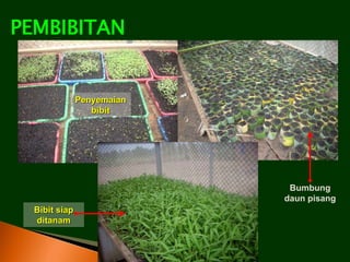 PEMBIBITAN
Bumbung
daun pisang
Penyemaian
bibit
Bibit siap
ditanam
 