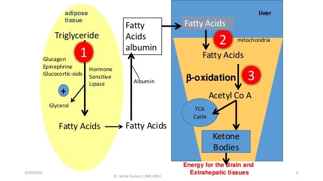 Ketone body Metabolism by Dr Ashok Kumar J