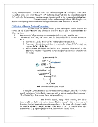 5
leaving free acetoacetate. The carbon atoms split off in the acetyl-CoA, leaving free acetoacetate.
The carbon atoms split off in the acetyl-CoA molecule are derived from the original acetoacetyl-
CoA molecule. Both enzymes must be present in mitochondria for ketogenesis to take place.
This occurs solely in liver and rumen epithelium. β-Hydroxybutyrate
is quantitatively the predominant ketone body present in the blood and urine in ketosis.
Utilisation of ketone bodies (Catabolism)
The utilization of ketone bodies by the extrahepatic tissues requires the
activity of the enzyme thiolase. The catabolism of ketone bodies can be summarized by the
following steps:
i. Conversion of β-hydroxybutyrate to acetoacetate is necessary as a first step.
ii. Thiophorase then catalyzes transfer of CoA to acetoacetate to produce acetoacetyl
CoA.
a. Succinyl CoA is the donor for this transesterification reaction.
b. Acetoacetyl CoA is then split into two molecules of acetyl CoA, which can
enter the TCA cycle for fuel.
c. The liver does not contain thiophorase, so it cannot use ketone bodies as fuel.
Therefore, only those organs that express thiophorase can utilize ketone bodies
for energy.
Fig. 3 Catabolism of ketone bodies.
The acetyl CoA thus formed is oxidized in the citric acid cycle. If the blood level is
raised, oxidation of ketone bodies increases until, at a concentration of approximately
12 millimole/litre, they saturate the oxidative machinery.
The ketone bodies, being water soluble, are easily
transported from the liver to various tissues. The two ketone bodies- acetoacetate and
β-hydroxybutyrate serve as important sources of energy for the peripheral muscles such
as skeletal muscles, cardiac muscle, renal cortex, etc. The tissues which lack
mitochondria (e.g. erythrocytes) however, cannot utilize ketone bodies.
 