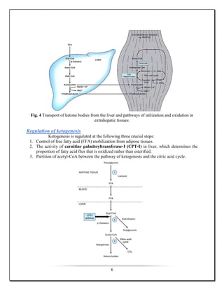 6
Fig. 4 Transport of ketone bodies from the liver and pathways of utilization and oxidation in
extrahepatic tissues.
Regulation of ketogenesis
Ketogenesis is regulated at the following three crucial steps:
1. Control of free fatty acid (FFA) mobilization from adipose tissues.
2. The activity of carnitine palmitoyltransferase-I (CPT-I) in liver, which determines the
proportion of fatty acid flux that is oxidized rather than esterified.
3. Partition of acetyl-CoA between the pathway of ketogenesis and the citric acid cycle.
 