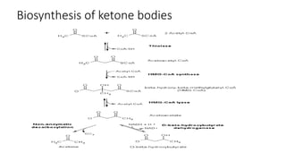 Biosynthesis of ketone bodies
 