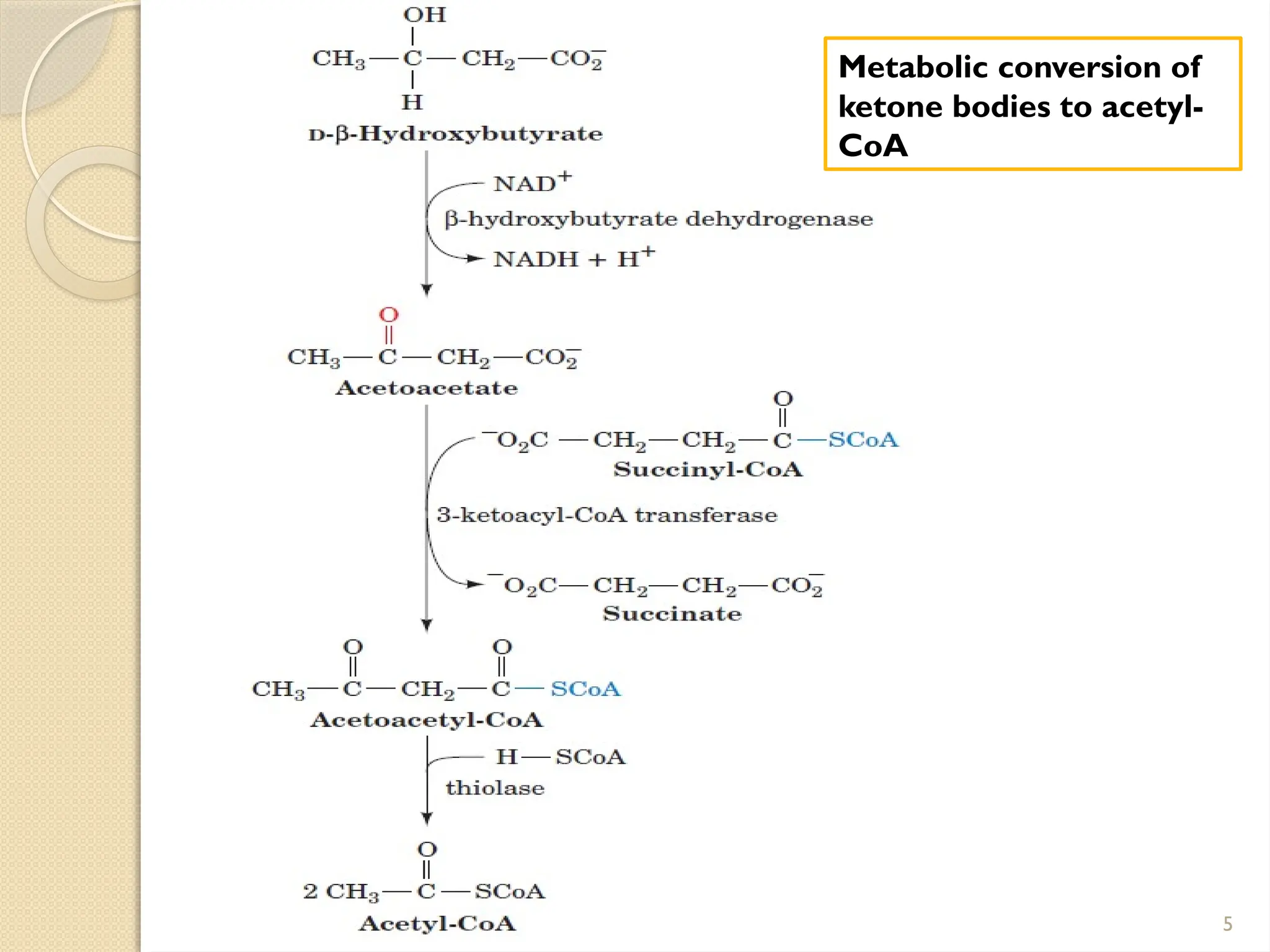ketone bodies and mechanism of ketone bodies | PPTX