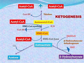 Ketone body metabolism | PPTX