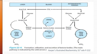 Ketone body Metabolism | PPTX