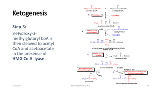 Ketogenesis
Step-3:
3-Hydroxy-3-
methylglutaryl CoA is
then cleaved to acetyl
CoA and acetoacetate
in the presence of
HMG Co A lyase .
102/20/2017 Namrata Chhabra, M.D.
 
