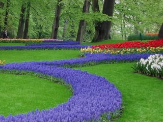 Keukenhof - HOLLANDA
