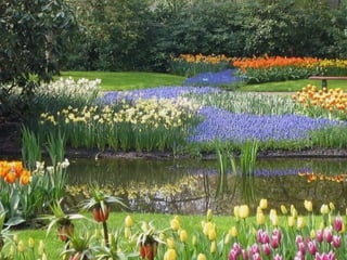 Keukenhof - HOLLANDA