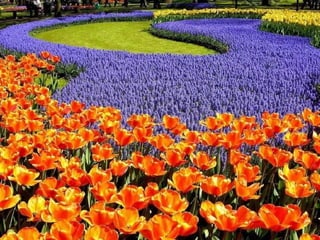 Keukenhof - HOLLANDA
