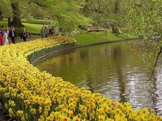 Keukenhof - HOLLANDA