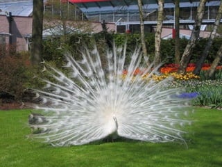 Keukenhof - HOLLANDA