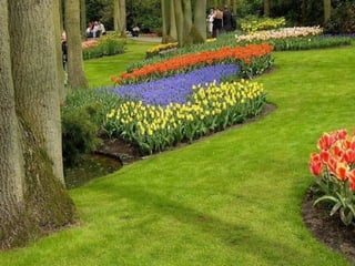 Keukenhof - HOLLANDA