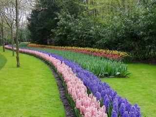 Keukenhof - HOLLANDA
