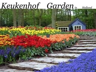 Keukenhof Garden in Holland 
 