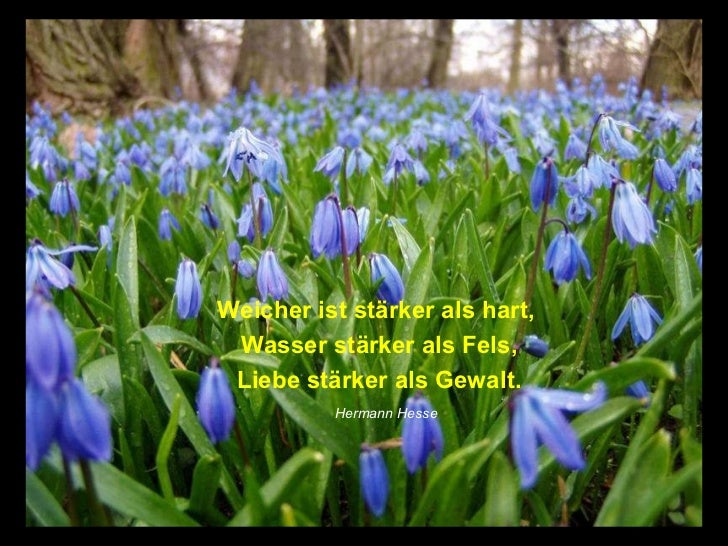 Download Hermann hesse liebe Free HD