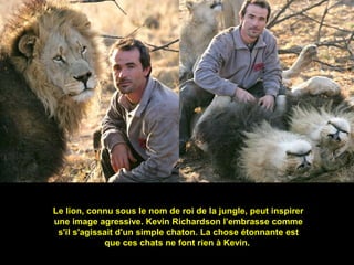 Le lion, connu sous le nom de roi de la jungle, peut inspirer
une image agressive. Kevin Richardson l’embrasse comme
s'il s'agissait d'un simple chaton. La chose étonnante est
que ces chats ne font rien à Kevin.
 