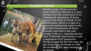 FLORIDA PUMASI
Florida Cougar (Puma concolor
coryi), felines (or African) is a spice
derived from the critical level of an
endangered subspecies of puma.
Living in the State of Florida of the
United States, which is a type of a
puma and widespread name in this
field from the province of Puma
concolor coryi East is the only
Cougar in the u.s.. reproducing less
than 70 Member that Florida is only
a population of 87 pumasının.
Florida Cougar for the first time, the
law of the State of Florida in 1958
the extinction has been involved as
an animal.
 