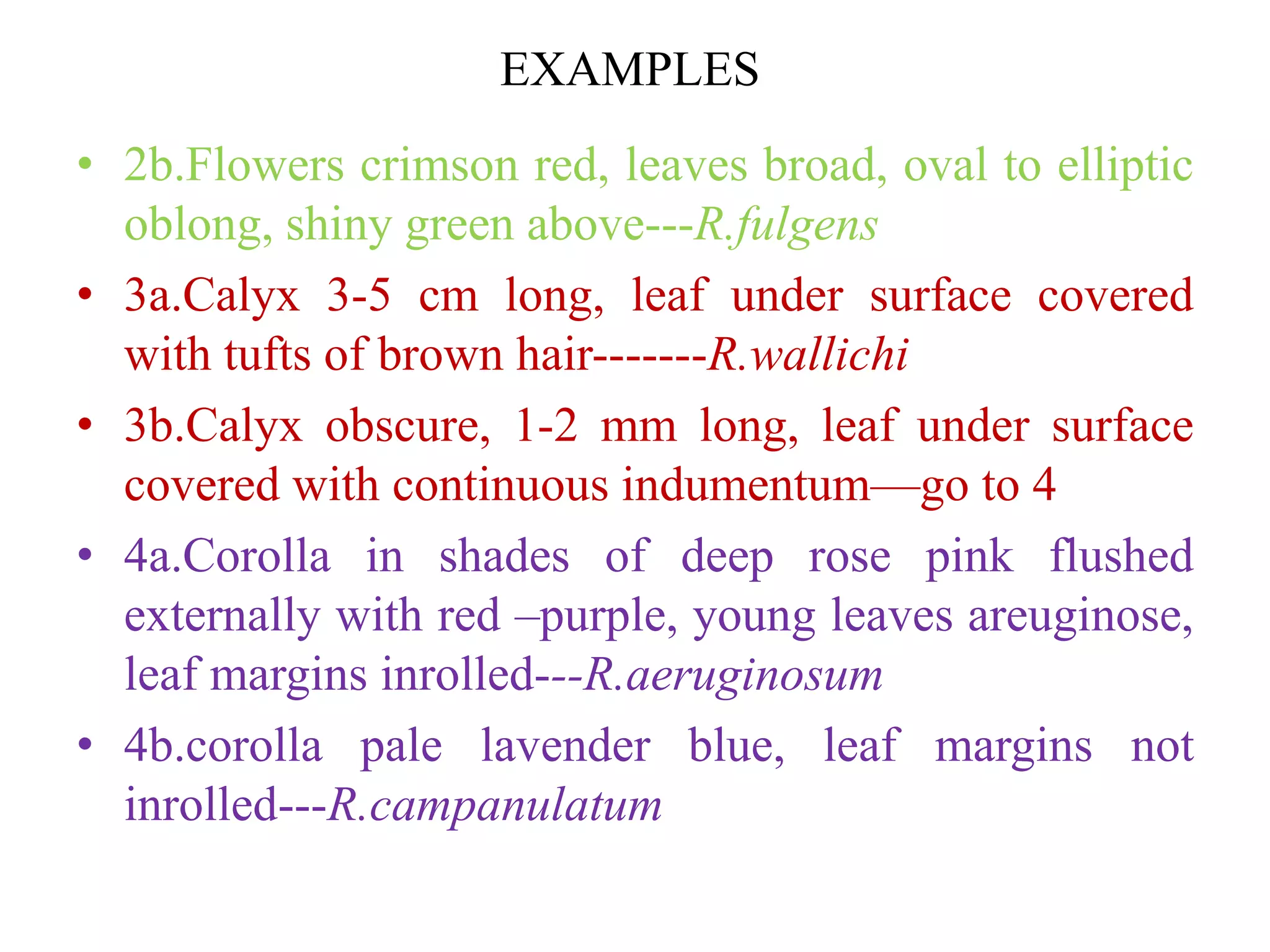 EXAMPLES
• 2b.Flowers crimson red, leaves broad, oval to elliptic
oblong, shiny green above---R.fulgens
• 3a.Calyx 3-5 cm long, leaf under surface covered
with tufts of brown hair-------R.wallichi
• 3b.Calyx obscure, 1-2 mm long, leaf under surface
covered with continuous indumentum—go to 4
• 4a.Corolla in shades of deep rose pink flushed
externally with red –purple, young leaves areuginose,
leaf margins inrolled---R.aeruginosum
• 4b.corolla pale lavender blue, leaf margins not
inrolled---R.campanulatum
 