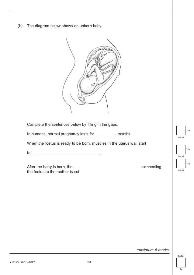 stages of pregnancy ks3 science blackmores pregnancy