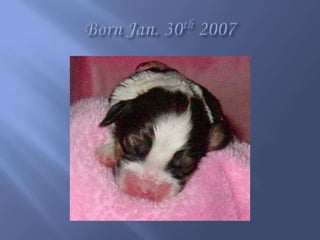 Born Jan. 30th 2007