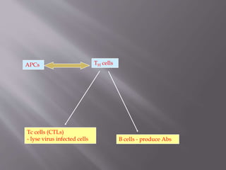 B cells - produce Abs
Tc cells (CTLs)
- lyse virus infected cells
TH cellsAPCs
 