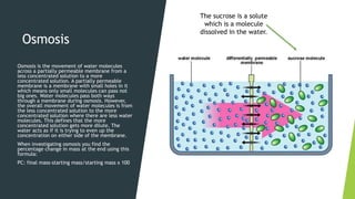 Osmosis
Osmosis is the movement of water molecules
across a partially permeable membrane from a
less concentrated solution to a more
concentrated solution. A partially permeable
membrane is a membrane with small holes in it
which means only small molecules can pass not
big ones. Water molecules pass both ways
through a membrane during osmosis. However,
the overall movement of water molecules is from
the less concentrated solution to the more
concentrated solution where there are less water
molecules. This defines that the more
concentrated solution gets more dilute. The
water acts as if it is trying to even up the
concentration on either side of the membrane.
When investigating osmosis you find the
percentage change in mass at the end using this
formula:
PC: final mass-starting mass/starting mass x 100
The sucrose is a solute
which is a molecule
dissolved in the water.
 