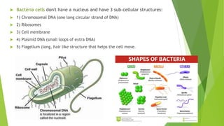  Bacteria cells don't have a nucleus and have 3 sub-cellular structures:
 1) Chromosomal DNA (one long circular strand of DNA)
 2) Ribosomes
 3) Cell membrane
 4) Plasmid DNA (small loops of extra DNA)
 5) Flagellum (long, hair like structure that helps the cell move.
 