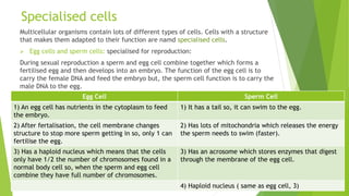 Specialised cells
Multicellular organisms contain lots of different types of cells. Cells with a structure
that makes them adapted to their function are namd specialised cells.
 Egg cells and sperm cells: specialised for reproduction:
During sexual reproduction a sperm and egg cell combine together which forms a
fertilised egg and then develops into an embryo. The function of the egg cell is to
carry the female DNA and feed the embryo but, the sperm cell function is to carry the
male DNA to the egg.
Egg Cell Sperm Cell
1) An egg cell has nutrients in the cytoplasm to feed
the embryo.
1) It has a tail so, it can swim to the egg.
2) After fertalisation, the cell membrane changes
structure to stop more sperm getting in so, only 1 can
fertilise the egg.
2) Has lots of mitochondria which releases the energy
the sperm needs to swim (faster).
3) Has a haploid nucleus which means that the cells
only have 1/2 the number of chromosomes found in a
normal body cell so, when the sperm and egg cell
combine they have full number of chromosomes.
3) Has an acrosome which stores enzymes that digest
through the membrane of the egg cell.
4) Haploid nucleus ( same as egg cell, 3)
 