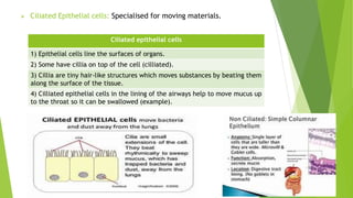  Ciliated Epithelial cells: Specialised for moving materials.
Ciliated epithelial cells
1) Epithelial cells line the surfaces of organs.
2) Some have cillia on top of the cell (cilliated).
3) Cillia are tiny hair-like structures which moves substances by beating them
along the surface of the tissue.
4) Cilliated epithelial cells in the lining of the airways help to move mucus up
to the throat so it can be swallowed (example).
 