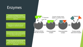 Enzymes
Enzymes are biological catalysts
(produced by living things) which means
the speed up chemical reactions in living
organisms.
Substrates are molecules that get
changed in a chemical reaction.
An active site is in every enzyme which
is the part where it joins on its substrate
to catalyze the reaction.
Enzymes are substrate specific meaning
they usually only work with one
substrate because, for the enzyme to
function, the substrate has to fit into the
active site.
 