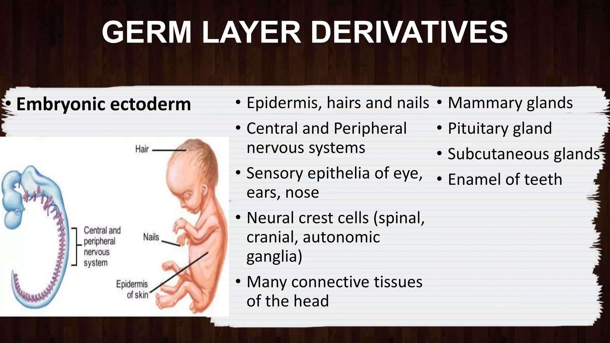 Ppt sample | PPTX | Biological Sciences | Science